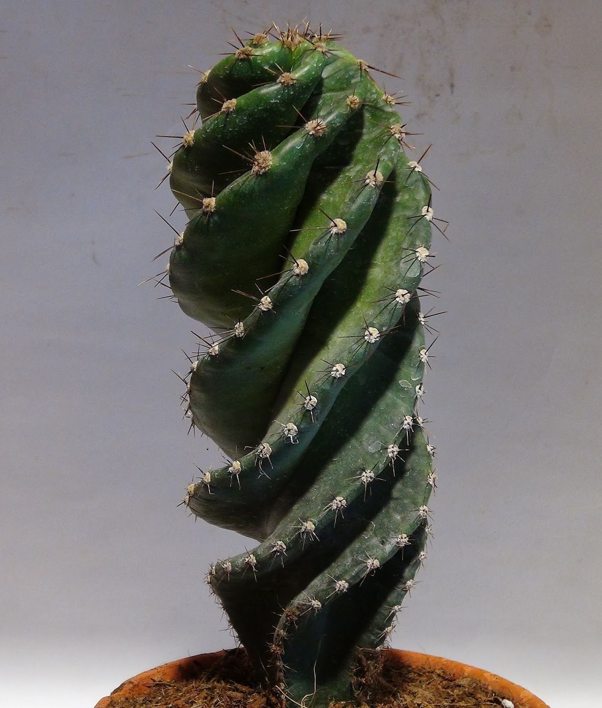 Kaktus Cereus